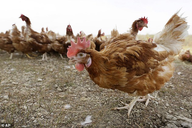 America is facing one of its worst bird flu outbreaks in years with more than 24million chickens and turkeys having being culled because of the virus (stock image)