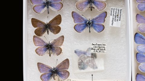 The Xerces blue butterfly is extinct and can only be seen in museum collections.