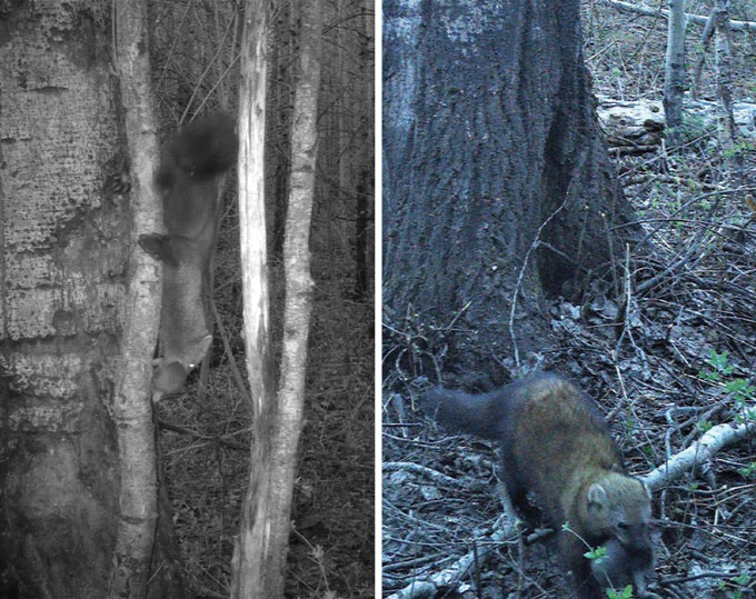 two camera trap photos showing female fisher F105 carrying one of her four kits down from her tree den to the ground