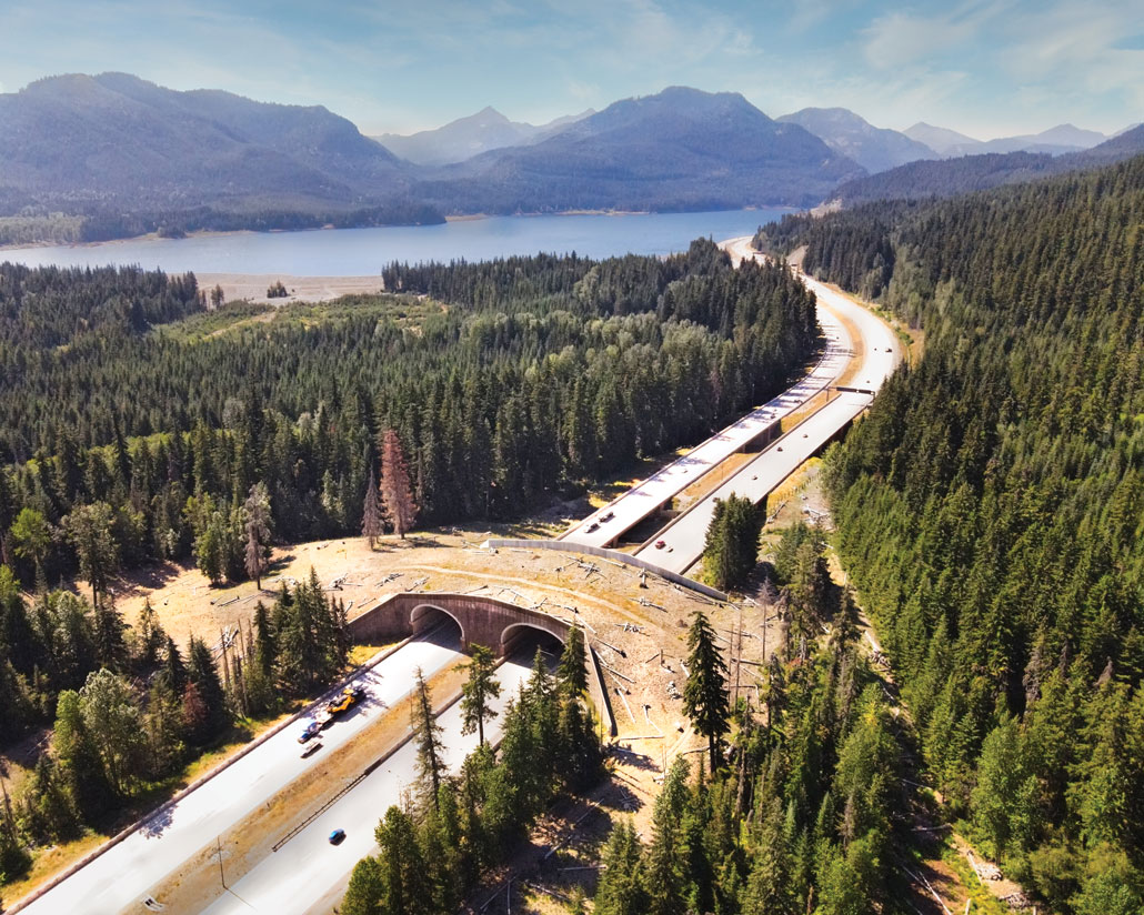 aerial photo of an highway overpass with trees and plants to help animals cross