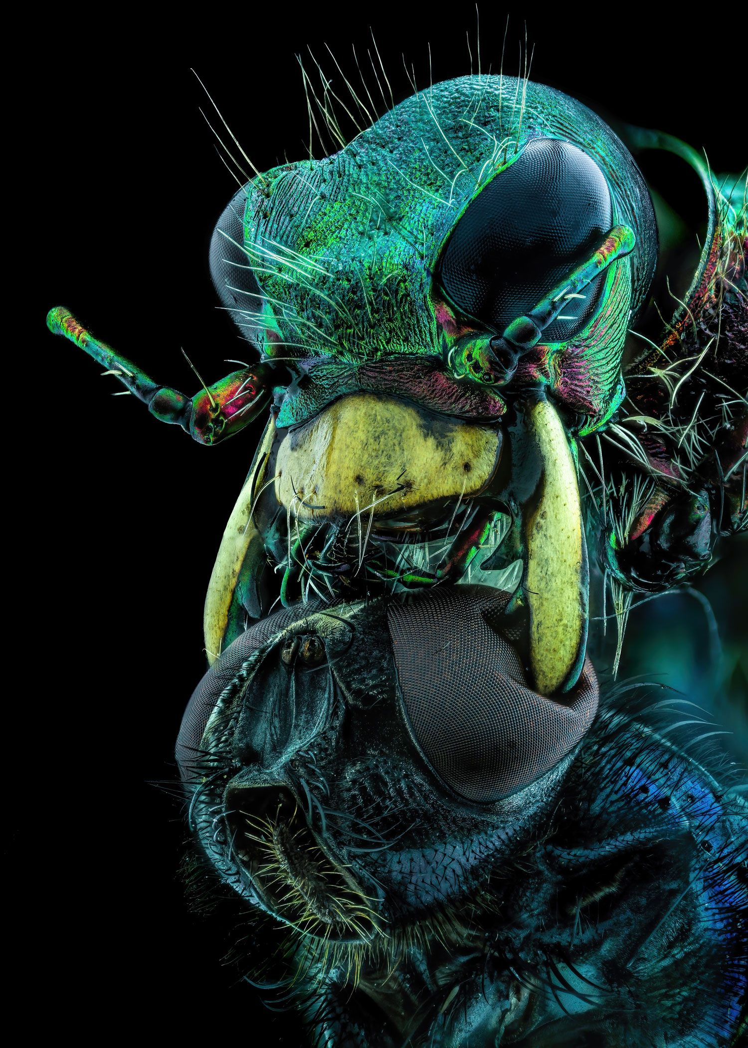 with the face of a tiger, holding a flying beetle under his chin.  A beetle in green and yellow, with huge black eyes