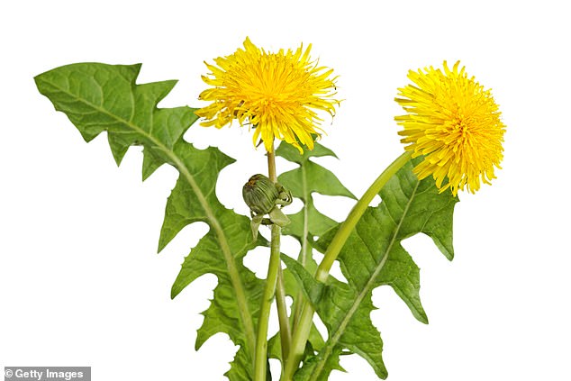 Scout out fresh dandelion leaves from your farmer’s market or health food store and add to your salad