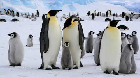 Emperor penguins live in many colonies across the Antarctic Peninsula.