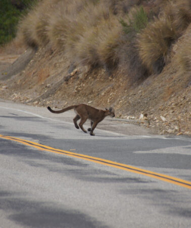 A mountain lion is seen running across the paved road, from the camera