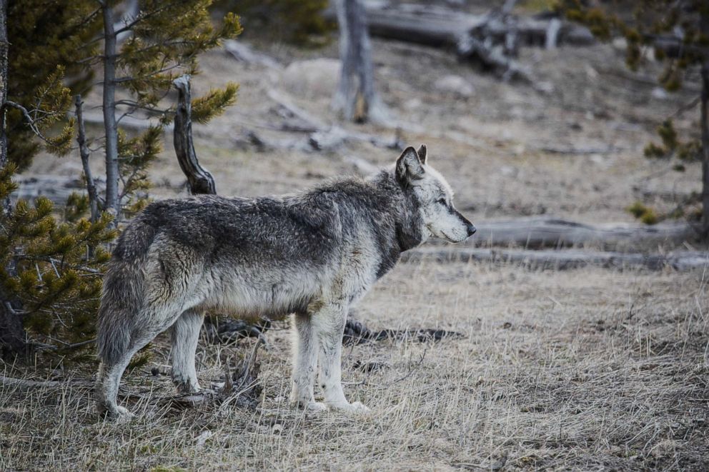 PHOTO: Canyon Pack alpha male wolf in Yellowstone National Park, November 25, 2019.