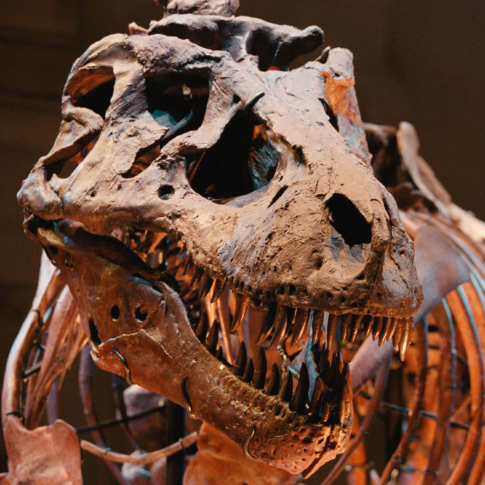 A close up photo of the skull of Sue the T. rex