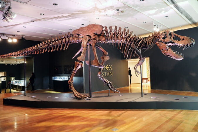 Stan the T. rex on display in the middle of a large room