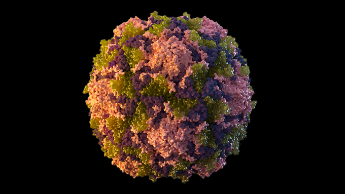 poliovirus virion