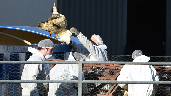 photo of workers dressed in white suits placing ducks in a container in France
