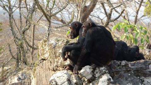 Two young chimpanzees grown up in the dry forest in the valley of Issa.