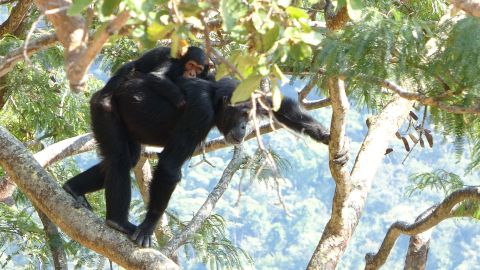 A female chimpanzee carrying a chimpanzee through the jungle.