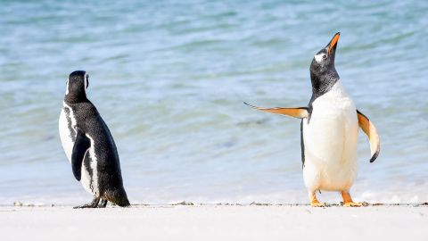 Jennifer Hadley took this photo of a Magellanic penguin (left) and a Gentoo penguin in the Falkland Islands.
