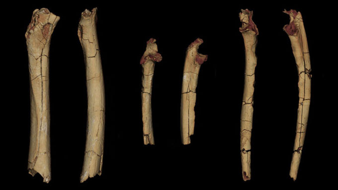 3-D models of the upper leg bone and two arm bones, each shown from two angles
