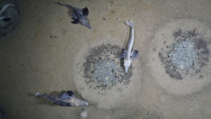 Three Jonah icefish near their nests