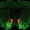 This shows a brain slice with serotonin neurons in the Nca highlighted