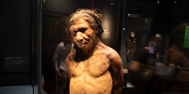 Neanderthal man on display in human evolution at the Natural History Museum in London, England, United Kingdom. 