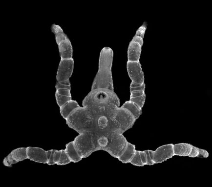 A microscope image of a young sea spider with four legs spread out.