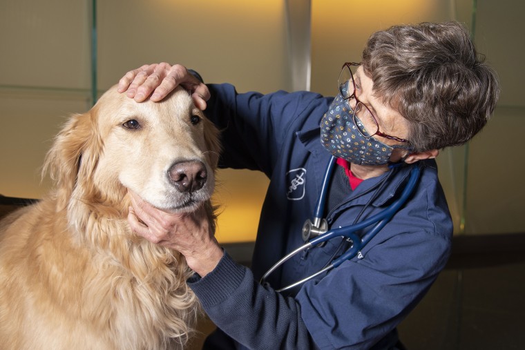 Dr. Lisa Shubitz, a veterinarian and researcher at the University of Arizona School of Medicine's Valley Fever Center for Excellence, led efforts to develop a valley fever vaccine for dogs.