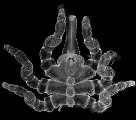 A microscope image of a juvenile sea spider with the last quarter of its body, including two legs and the anal tubercle, were amputated.