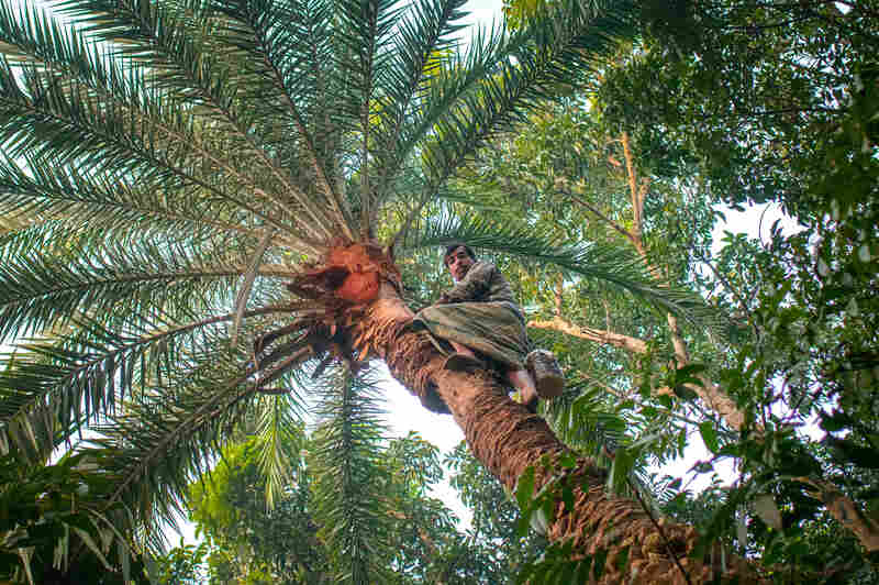 A farmer climbs a date palm tree to collect  sap that has dropped from the tree into a container overnight in the Faridpur district of Bangladesh.