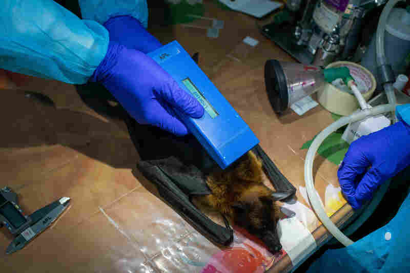 The researcher scans a bat to confirm the presence of an identifying microchip.
