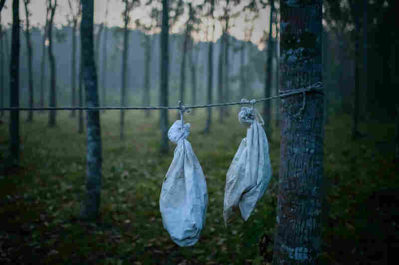The bats are captured and placed in a breathable sack before being transported to the local laboratory for testing.