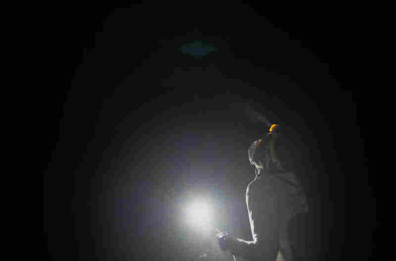 A researcher uses a flashlight to inspect a net hung between two towering mahogany trees to catch bats.