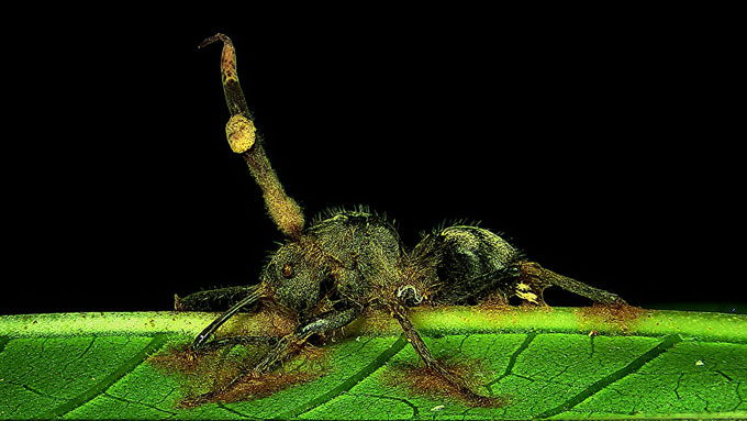 Photograph of an ant box infected by the fungus Ophiocordyceps on a leaf.
