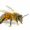 Math Bees: Honeybees See the Concept of Zero