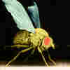How Could Research On Insomnia Fruit Flies Help Human Insomnia?