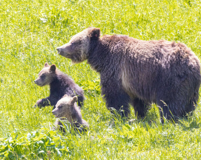Fatal grizzly attack renews debate over how many bears are too many