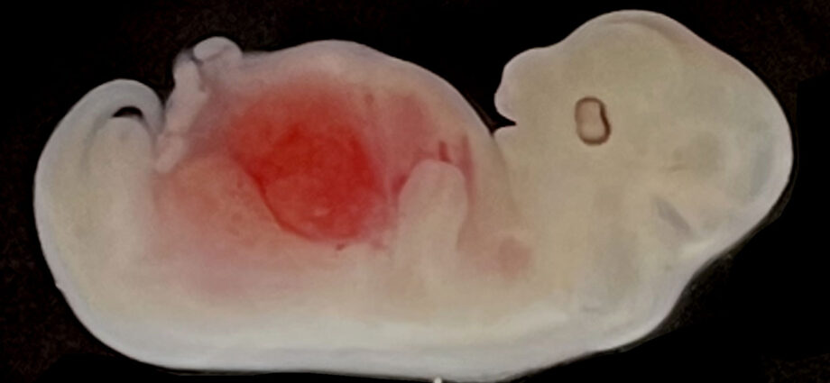An image of a pig embryo seen from the side with a large patch of red visible in its stomach.