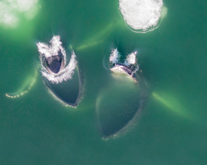 Whales, From Above