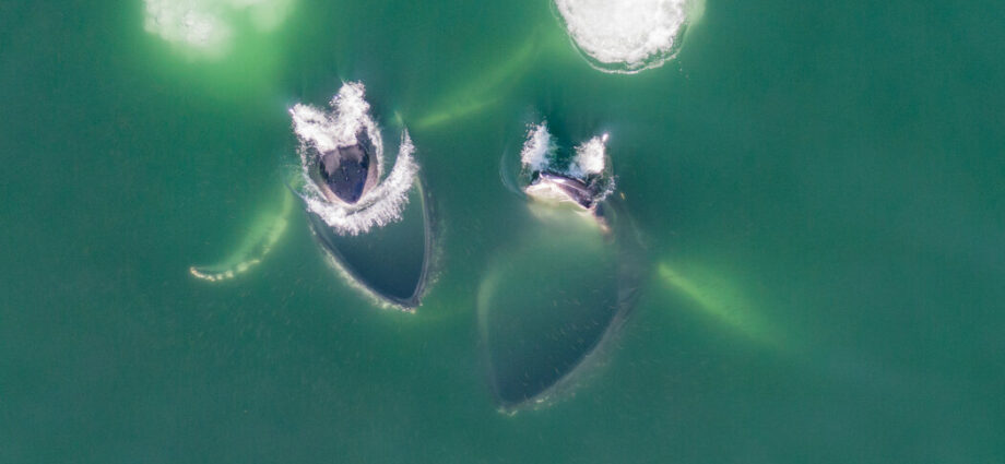 Whales, From Above
