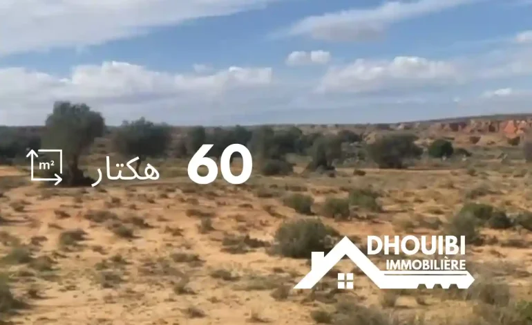 60 Hectar for sale in Kairouan – 60 هكتار للبيع