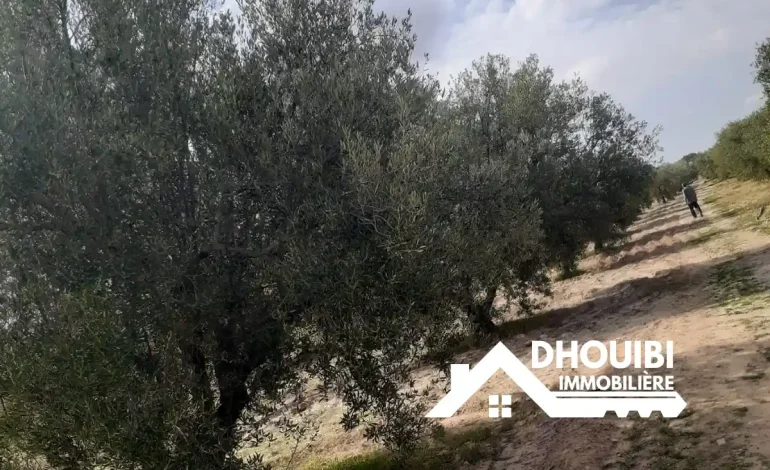 Agricultural Land 3 hectar for Sale in kairouan