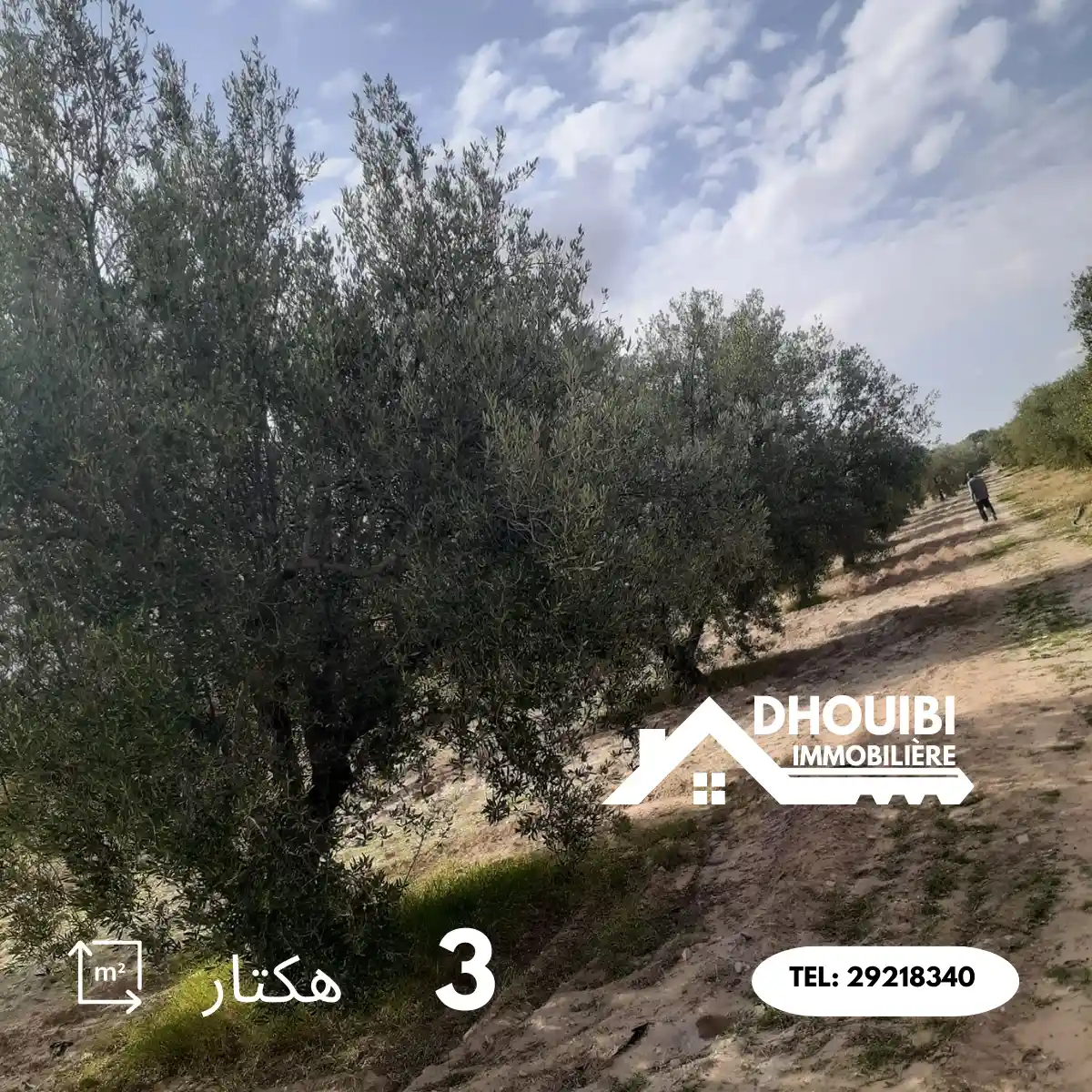 Agricultural Land 3 hectar for Sale in kairouan