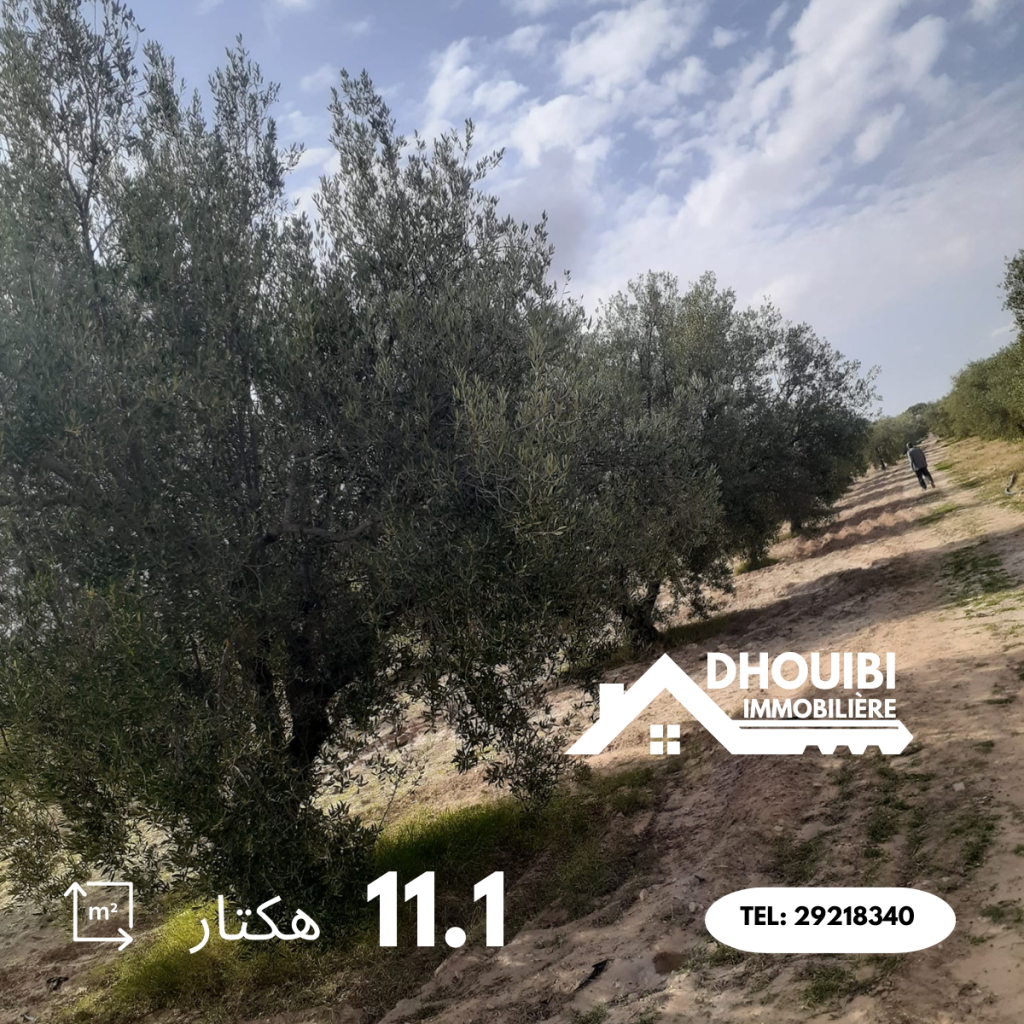 Agricultural Land for Sale 11 hectar – سانية 11 هكتار للبيع