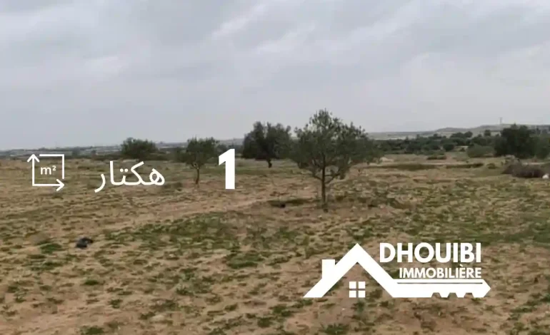 Agricultural Land for sale Sbikha kairouan